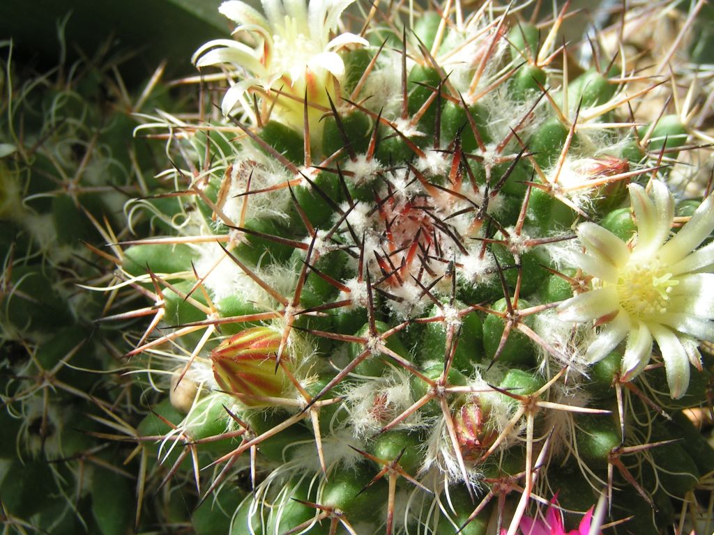 Mammillaria karwinskiana